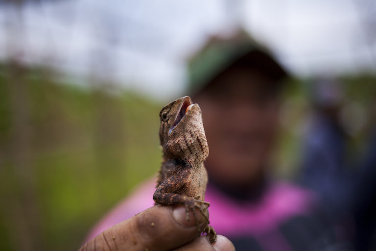 A participant at an agroecology training in Thailand holds a lizard, an animal which plays a vital role by eating certain insects. Image courtesy of Biel Calderon/Greenpeace.